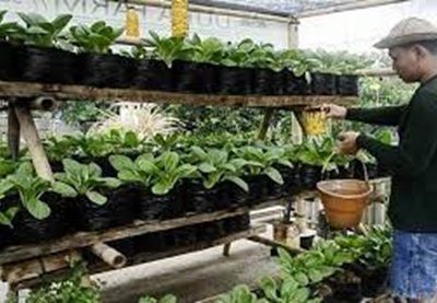 Menerapkan Metode Pertanian Organik pada Kebun Sayur Sendiri