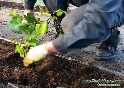 Strategi Budidaya Anggur di Daerah Tropis dan Subtropis