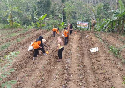 Gotong Royong Gemilang : Anggota PKK Desa Bantarmangu dan Mahasiswa KKN Unugha Cilacap Kukuhkan Sinergi Lewat Penanaman Cabai di Desa Bantarmangu