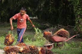 Perubahan Pola Hidup Masyarakat Akibat Dampak Replanting Sawit
