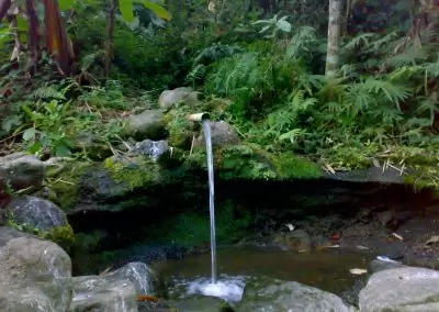 Hutan Pegunungan dan Pasokan Air: Bagaimana Keduanya Berkaitan dan Mengapa Perlu Dijaga